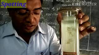 Std XI Science Biology Practical Spotting  Oscillatoria Agaricus Sargassum Funaria Cycas by GBA [upl. by Bore]