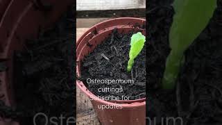 Osteospermum ‘African Daisy’ Cuttings [upl. by Eca]