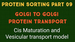 Protein sorting Part 09 GOLGI SORTING Transport bw golgi cisternae  Golgi maturation model [upl. by Evyn206]