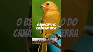 Canário da terra cantando na natureza curiosidades curiosidadesdanatureza animais aves [upl. by Anewor14]