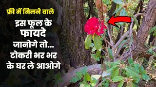 Buransh Juice Benefits बुरांस जूस के फायदे State tree of Uttarakhand Rhododendron [upl. by Eimas]