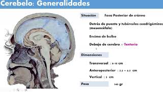 Anato  Neuroanatomía Cerebelo y Tronco encefálico  SOCIBASF [upl. by Nnylesor990]