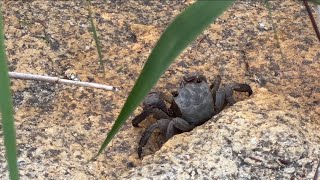 🦀カニ Crabs in April at Sanaruko 333 [upl. by Sanoj]