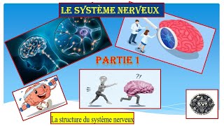 Le système nerveux partie 1 structure du système nerveux [upl. by Htebazile]