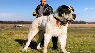 Most Illegal Powerful and Largest Dog Breeds In The World [upl. by Deerc]