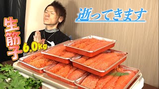 【生筋子】値段高騰？関係ないねぇ！！いくらでも買うさ！！※５合飯だけのプチドカ食い [upl. by Fezoj]