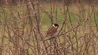 Reed Buntings Emberiza schoeniclus [upl. by Ttemme978]