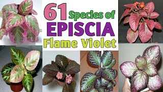 61 Rare EPISCIA Flame Violet Species  Episcia Plant varieties with names Plant and Planting [upl. by Orgalim557]