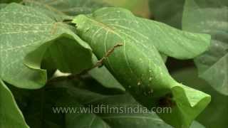 Tailorbird stitches its leaf nest in a Kanak Champa tree [upl. by Lonnard]