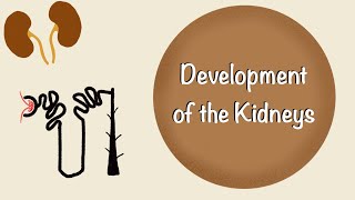 Development of the Kidneys  Renal Embryology  Development of the Urinary System  Embryology [upl. by Notlim842]