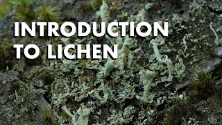 An Introduction to Lichen [upl. by Stringer993]