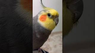 The cockatiel wants you to whistle for him😗😊cockatiels birds paroot parotts animalsfunny pets [upl. by Melodie]