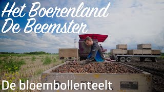 Het Boerenland de Beemster  De Bloembollenteelt [upl. by Ahsirtal]