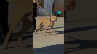 Pitbull growing up  Pitbull after to before  Pitbull Puppy shorts [upl. by Hgieleak]