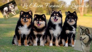 Race Le Chien Finnois de Laponie [upl. by Chui]