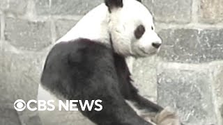 From the archives Giant pandas at National Zoo over past 51 years [upl. by Ladnar]