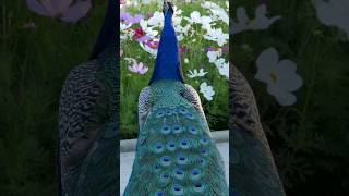 Wild Peacocks Village in Cotswolds England Countryside [upl. by Erdreid]