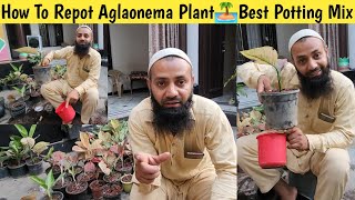 How To Repot Aglaonema Plant👏Aglaonema Plant Care👏Best Potting Mix For Aglaonema👌 [upl. by Venetia]