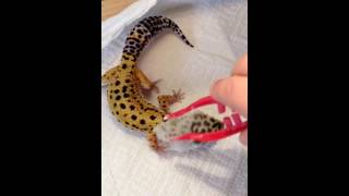 How to help your gecko molt [upl. by Pritchett770]