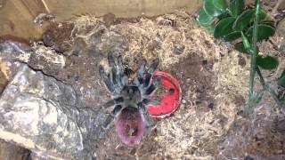 Tarantula Feeding Video 15 99 Tarantulas [upl. by Ydnys864]