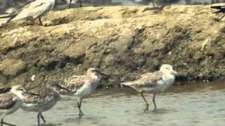 Nordmanns Greenshank [upl. by Dorcia]