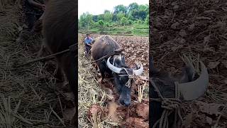 You can get it for just a dozen yuan by turning the soil digging furrows and plowin landviralvideo [upl. by Laamaj]