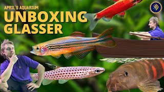 Unboxing Glasser More Rare fish [upl. by Carnes506]