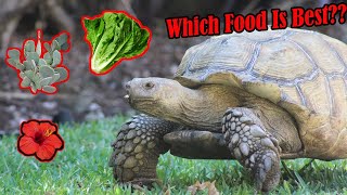 What to Feed Sulcata Tortoises [upl. by Florette977]