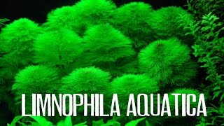 Limnophila aquatica [upl. by Adlei]