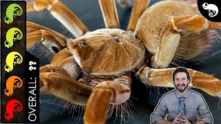 Goliath Birdeater The Best Pet Tarantula [upl. by Velasco]