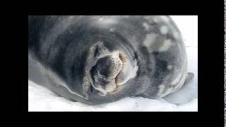 Weddell Seals Chirp Chirp [upl. by Enenaj]