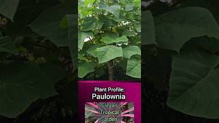 Plant Profile Paulownia Princess Tree [upl. by Jenkel822]