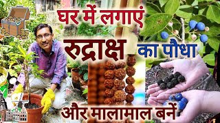 घर पर लगाएं रुद्राक्ष का पौधा और बनें मालामाल  Rudraksh Plant Growing and Caring [upl. by Hurlee]