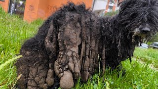 THE DIRTIEST Dog Ive Ever Seen [upl. by Naitsabes]