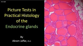 Picture test in histology of the endocrine glands [upl. by Aernda646]