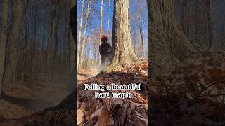 Logging hard maple 🪓 logging stihl loggingvideos [upl. by Ecirp]