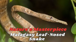 Natures Masterpiece Exploring the Malagasy LeafNosed Snake [upl. by Junia]