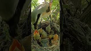 From Nest to Sky The Journey of Baby LongTailed Shrikes shorts [upl. by Nahpos]