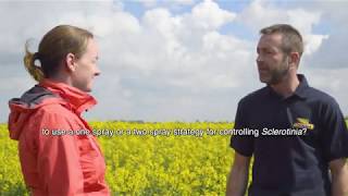 What factors influence a one or two spray strategy for controlling Sclerotinia [upl. by Adaval567]