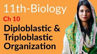 11th Class Biology Ch 10  Diploblastic amp Triploblastic Organisation  FSc Part 1 Biology [upl. by Coryden112]