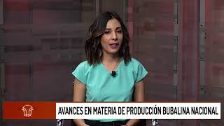 Avances en materia de producción bubalina nacional Parte 1 [upl. by Nertie78]