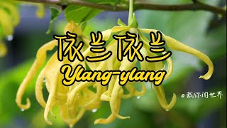 学习香水原料：依兰依兰（Ylangylang） [upl. by Brinkema751]