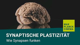 Synaptische Plastizität  wie Synapsen funken [upl. by Drona793]