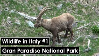 Golden Eagle Asp Viper Chamois amp More  Wildlife in Italy 1  Gran Paradiso National Park [upl. by Htebazileharas]