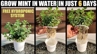 Grow Mint in Water  COST FREE HYDROPONICS [upl. by Hulton900]