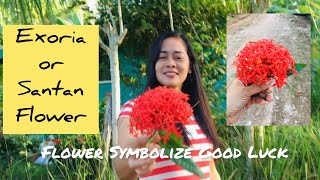 Sasha Moral Vlog IROXA Coccinea Flower  Santan Flower [upl. by Lennod386]