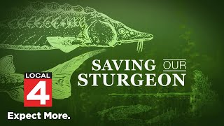 Saving Our Sturgeon Inside the movement to save sturgeon in Michigan [upl. by Ahseyd560]