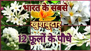 Top 12 Fragrant Scented  Aromatic Flower plants of India भारत के 12 खुशबुदार फूलों के पौधे [upl. by Gnuy]