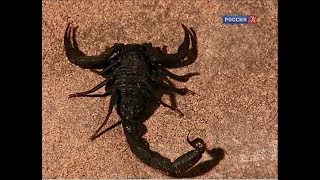 Скорпионы Страсти по насекомым Insectoria [upl. by Ricard]