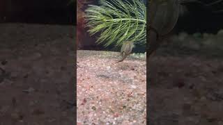 Tadpole Shrimp at Barcelona Zoo shorts zoo [upl. by Enylcaj48]